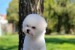 Bichon Frisé Krásne Šteniatka obrázok 1
