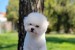 Bichon Frisé Krásne Šteniatka obrázok 2