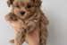 Maltipoo obrázok 2