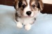 Corgi - puppies for sale obrázok 3