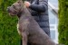 Cane Corso šteniatka obrázok 3