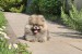 Pomeranian špic – BOO medvedí typ obrázok 2