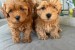 Rozkošné šteniatka Maltipoo obrázok 1