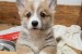 Šteniatka corgi na predaj obrázok 1