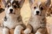Šteniatka corgi na predaj obrázok 2