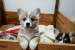 Šteniatka corgi na predaj obrázok 3