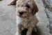 Šteniatka Lagotto Romagnolo obrázok 1