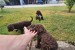 Šteniatka Lagotto Romagnolo obrázok 2