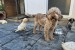 Šteniatka Lagotto Romagnolo obrázok 3