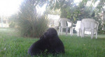 Šteniatka Labradora – fotka 2