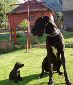 Nemecká doga-šteniatka – fotka 4