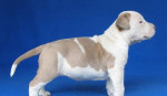 Amstaff šteniatka s PP – fotka 2