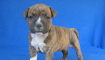 Amstaff šteniatka s PP – fotka 3