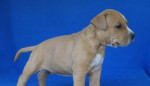 Amstaff šteniatka s PP – fotka 4