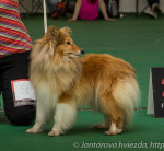 Sheltie,šteniatka šeltie – fotka 2