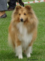 Sheltie,šteniatka šeltie – fotka 3