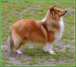 Sheltie,šteniatka šeltie – fotka 4