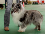 Sheltie,šeltia pes na krytie – fotka 2