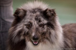 Sheltie,šeltia pes na krytie – fotka 3