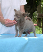 Chihuahua,šteniatko čivavy – fotka 2