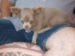 Chihuahua,šteniatko čivavy – fotka 3