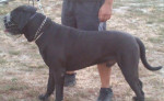 Ponukám Cane Corso s PP na stráženie alebo vystaví – fotka 2