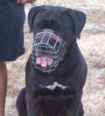 Ponukám Cane Corso s PP na stráženie alebo vystaví – fotka 3