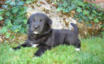 Darujem steniatka krizenca labradora a kolie – fotka 2