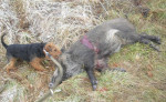 Welsh terrier s PP – fotka 2