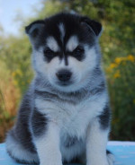 Sibírksy husky - šteniatka s pp – fotka 2