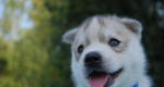 Sibírksy husky - šteniatka s pp – fotka 3