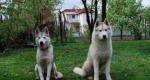Sibírksy husky - šteniatka s pp – fotka 4
