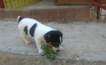 Steniatka Jack Rassel Terier – fotka 3