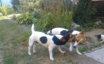 Steniatka Jack Rassel Terier – fotka 4