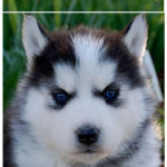 Super roztomilé sibírsky husky deti  – fotka 2
