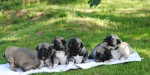 Anatolský pastevecký pes-kangal – fotka 2
