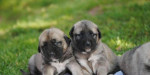Anatolský pastevecký pes-kangal – fotka 3