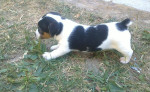 Steniatka Jack Rassel Terier – fotka 3