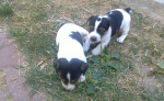 Steniatka Jack Rassel Terier – fotka 4