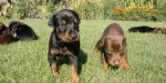 Doberman - šteniatka – fotka 2