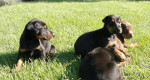 Doberman - šteniatka – fotka 3
