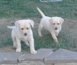 Labradorský retriever – fotka 2
