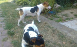 Steniatka Jack Rassel Terier – fotka 2