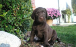 Labrador - smotanové a čokoládové šteniatka – fotka 2