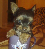 Predam mini steniatka yorkshirsky terier. yorki. jorkshir – fotka 2