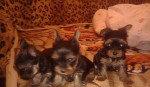 Predam mini steniatka yorkshirsky terier. yorki. jorkshir – fotka 4