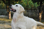 Zlatý retriever s PP – fotka 2