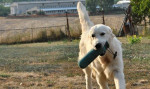 Zlatý retriever s PP – fotka 3