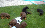 Doberman - šteniatka – fotka 2