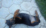 Doberman - šteniatka – fotka 3